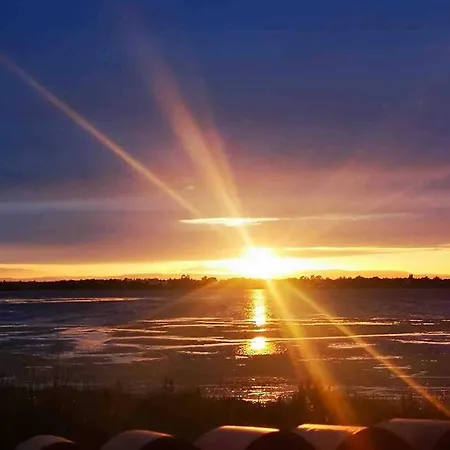 Des Flamands Rose *